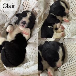 Clair - White and black female Newfoundland puppy in Goodhue, Minnesota from Claypits Newfoundlands