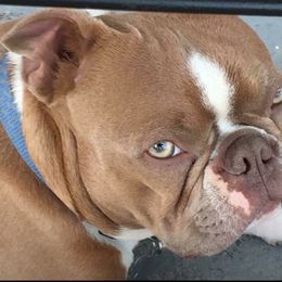 Thunder - Boston Terrier