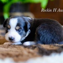 Girl 1 - Black tri female Toy Australian Shepherd puppy in Russellville, Arkansas from Rockin H Aussies