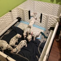 Dalmatian Puppies from Dalmatians of Rutland Ranch