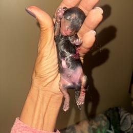 Boy 1 - Black and gold male Yorkshire Terrier puppy in Ohio from Brittany’s Yorkshire Terriers