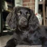 Penny - Boykin Spaniel