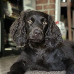Penny - Boykin Spaniel