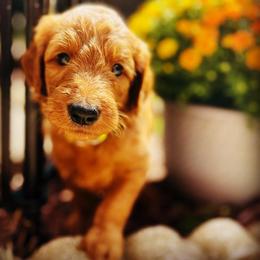 Goldendoodle and Poodle Puppies from Justine’s Retrievers and Doodles