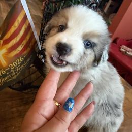 Faith - Blue merle female Miniature Australian Shepherd puppy in Taylor, Arizona from Holy Ghost Ranch, Inc