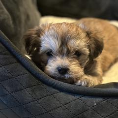 Shichon Puppies from Great Lakes Teddy Bear Dogs