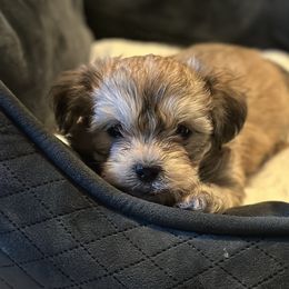Shichon Puppies from Great Lakes Teddy Bear Dogs