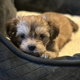 Shichon Puppies from Great Lakes Teddy Bear Dogs
