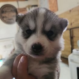 Siberian Husky Puppies from Spirit of the Moon Siberians