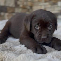 Male puppy - Chocolate male Labrador Retriever puppy in Chapel Hill, Tennessee from Pure Heaven Labs