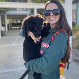 Bernedoodle, Goldendoodle, and Sheepadoodle Puppies from Dhalia’s Doodles