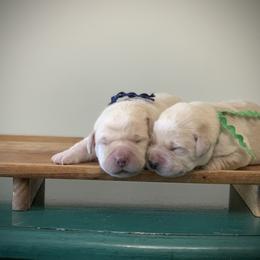 Green - Yellow male Labrador Retriever puppy in Pendleton, South Carolina from DogSmith Purebreds