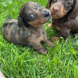Dachshund, Poodle, and Yorkshire Terrier Puppies from Granny's babies