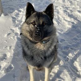 Norwegian Elkhounds from English Bench Elkhounds