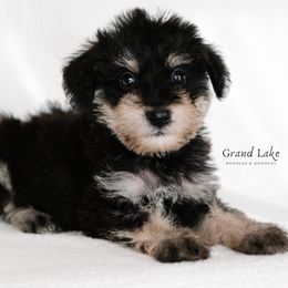 Bernedoodle, Poodle, and Schnoodle Puppies from Grand Lake Poodles & Doodles