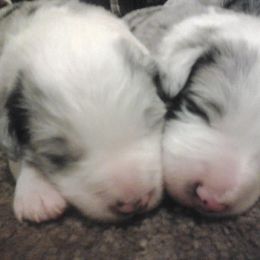 Border Collie Puppies from Rosann's Collies