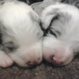 Border Collie Puppies from Rosann's Collies