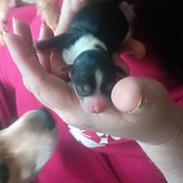 Jen - Parti female Yorkshire Terrier puppy in Jacksonville, Arkansas from Royal Yorkie Terrier