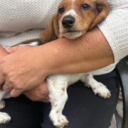 Bob - Piebald male Dachshund puppy in Temecula, California from Naomi Magee's Dachshund Kennel