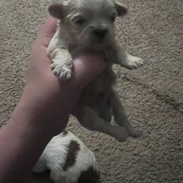 Boy 1 - Blue and white Shih Tzu puppy in Johnstown, Pennsylvania from Country Shih Tzu