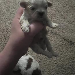 Boy 1 - Blue and white Shih Tzu puppy in Johnstown, Pennsylvania from Country Shih Tzu