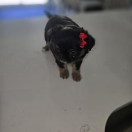 Girl 2 - Black and tan female Chihuahua puppy in Lugoff, South Carolina from Cutie Pie Chihuahua's