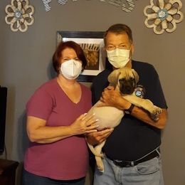 Mastiff Puppies from Silver Mountain Mastiffs