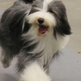 Bearded Collies from Cheryl Patterson's Bearded Collies