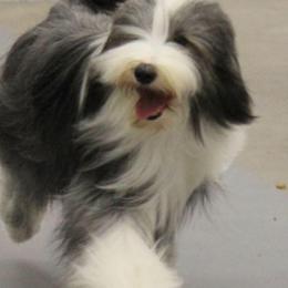 Bearded Collies from Cheryl Patterson's Bearded Collies