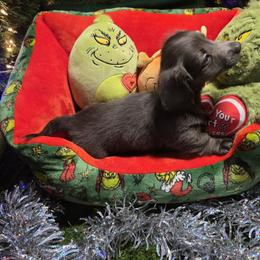Dusty - Gray (blue) male Dachshund puppy in Florida from Doxie Rugrats