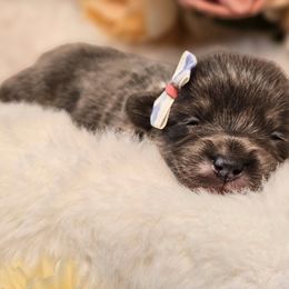 Perri - Blue female Pembroke Welsh Corgi puppy in Austin, Texas from Cutest Corgi's of Austin