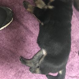 Girl 2 - German Shepherd puppy in Ostrander, Ohio from HVC Kennels-Home of Von Monray Elite German Shepherds