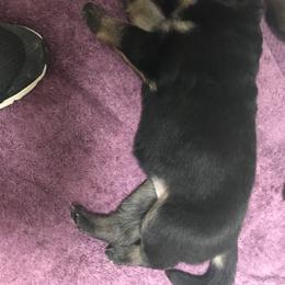 Girl 2 - German Shepherd puppy in Ostrander, Ohio from HVC Kennels-Home of Von Monray Elite German Shepherds