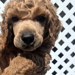 Blaze - Red  male Poodle puppy in El Paso, Texas from Paws Of Beauty