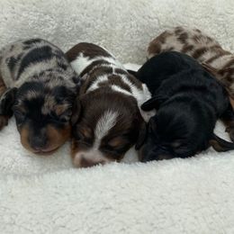 Dachshund Puppies from Orchard Dachshunds