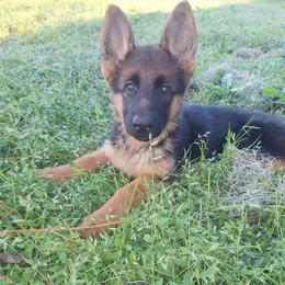 Ivy vom LegendLand - Black and red female German Shepherd puppy in Hillsborough County, Florida from Vom Legend Land
