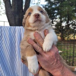 Miniature Australian Shepherd Puppies from Rutland Aussies