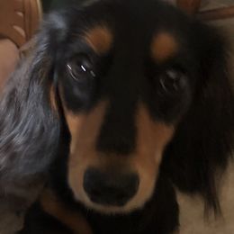 Tasha - Dachshund