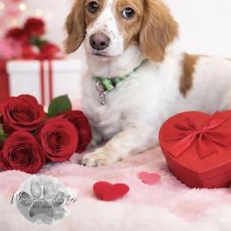 Stella - Dachshund