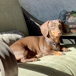 Penny - Dachshund