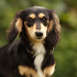 Dachshunds from Simply Happy Dachshunds