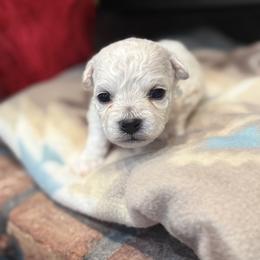 Boy 2 - male Bichon Frise puppy in Winslow Township, New Jersey from Charmed Bichons