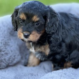 Beagle, Cavalier King Charles Spaniel, and Cavapoo Puppies from Beagles and Beyond, LLC