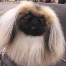 Cooper - Pekingese