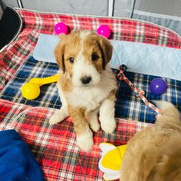 Aussiedoodle Puppies from Sheila Harwell