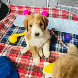 Aussiedoodle Puppies from Sheila Harwell