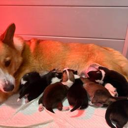 Girl 4 - Red female Pembroke Welsh Corgi puppy in Mountain View, Hawaii from Celtic Corgis