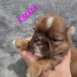 Emma - Red and white female Shih Tzu puppy in Molino, Florida from First Passion Shih Tzus