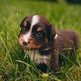 Miniature American Shepherds from Ark Acres Kennels