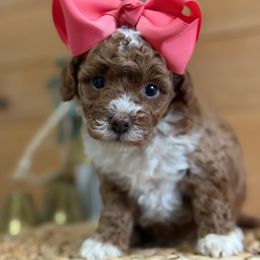 Z Pink Girl - Red  female Goldendoodle puppy in Lewisville, Texas from Texas Goldendoodle Lovers